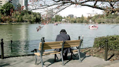 A-view-of-a-lake-inside-a-park-and-people-going-on-the-boat-ride,-man-sitting-on-the-park-bench-enjoying-the-view