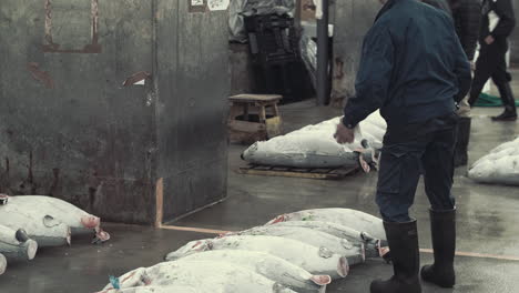 Panning-shot-across-group-of-people-checking-rows-of-freshly-caught-fish-in-Japanese-tuna-auction-warehouse-building