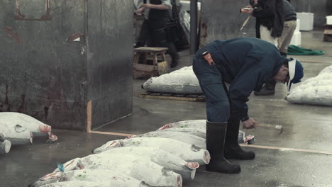 Inspección-Del-Atún-Fresco-Durante-La-Subasta-En-El-Mercado-De-Pescado-De-Tsukiji.