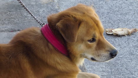 Trauriger-Hund-An-Der-Leine-In-Einer-Belebten-Straße-Der-Stadt-Olongapo,-Zambales