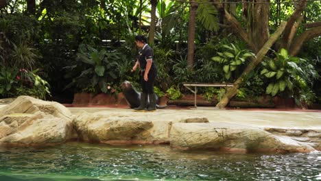 Morsa-Inteligente-Actúa-Con-El-Cuidador-Del-Zoológico-Zoológico-De-Singapur