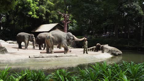 Elefante-Haciendo-Trucos,-Ponerle-Sombrero-A-La-Cabeza-Del-Cuidador-Del-Zoológico.-Espectáculo-En-El-Zoológico-De-Singapur.