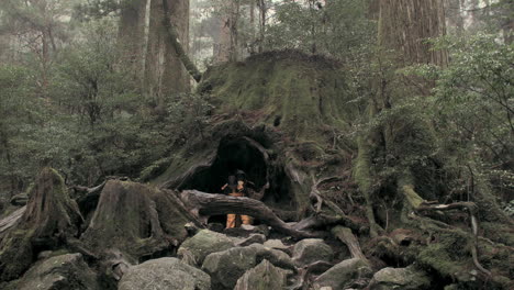 Pair-of-Asian-explorers-emerge-from-decayed-giant-tree-trunk-in-damp,-misty,-dense-woodland-trail-in-Kyoto,-Japan