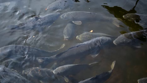 Stetige-Aufnahme-Von-Schwarzen-Karpfen-Koi-Fischen,-Die-In-Einem-Teich-Schwimmen