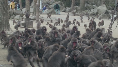 Hundreds-of-monkeys-running-to-gather-food-in-Kyoto-monkey-mountain-sightseeing-attraction-destination-in-Arashiyama-district-west-of-Kyoto