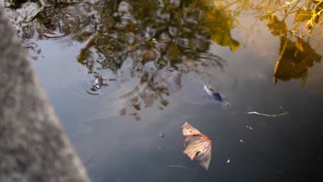 Diagonal-tilt-shot-of-black-carp-koi-fish-swimming-in-a-pond