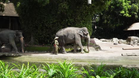 Elefantes-Subiendo-Al-Escenario-Para-Espectáculo-En-El-Zoológico-Zoológico-De-Singapur
