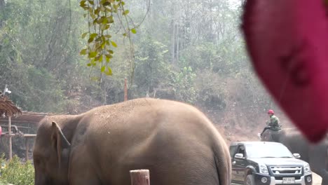 Der-Gefangene-Elefant-Braucht-Unsere-Hilfe