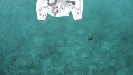 Nurse-Shark-Swimming-by-Tourist-Catamaran-in-Grand-Bahama,-Aerial-Drone
