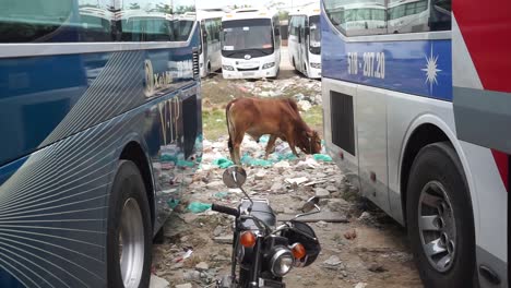 Vaca-Comiendo-Basura-En-Un-Estacionamiento-Para-Sobrevivir