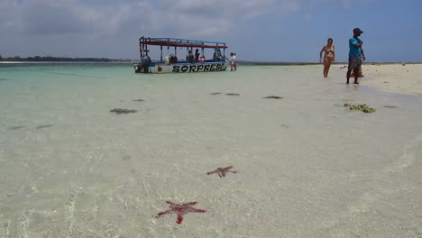 Red-Starfish-cover-the-white-sand-beach-off-an-island-beach-on-the-coast-of-Watamu,-Kenya