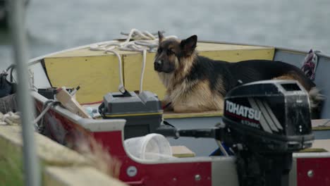 Ein-Fauler-Hund,-Der-In-Einem-Aluminium-Fischerboot-Auf-Seinen-Besitzer-Wartet
