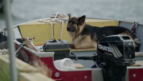 Un-Perro-Perezoso-Esperando-A-Su-Dueño-En-Un-Barco-Pesquero-De-Aluminio.