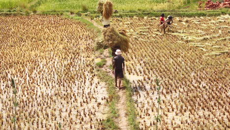 Local-Farmers-Carrying-Wheat-Bundles-On-Farm-In-Antsirabe,-Madagascar
