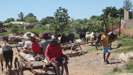 Los-Lugareños-Son-Tirados-Por-Una-Vaca-En-Un-Carro-Por-Un-Camino-De-Tierra-En-Madagascar
