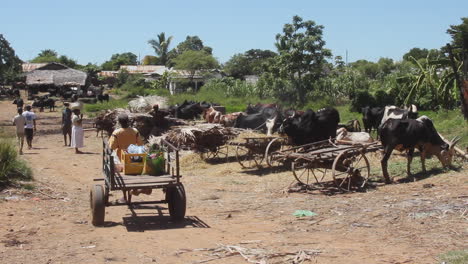 Einheimische-Gehen-Vorbei-Und-Ziehen-Einen-Karren-Mit-Kühen,-Die-Im-Hintergrund-Frisches-Heu-Fressen,-In-Madagaskar