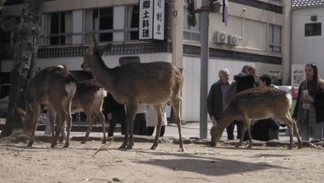 Große-Herde-Miyajima-Sikahirsche-In-Der-Nähe-Einer-Touristengruppe-In-Japan