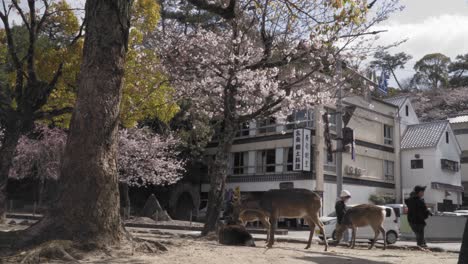 Gruppe-Friedlicher-Japanischer-Sikahirsche-Vor-Einem-Schönen-Haus