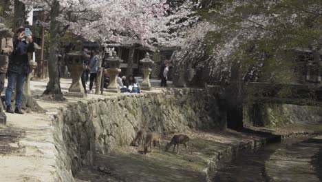 Weitwinkelaufnahme-Eines-Ruhigen-Sikahirsches-Ganz-In-Der-Nähe-Von-Touristen-In-Miyajima,-Japan