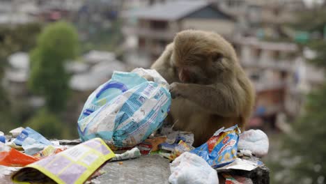 Animales,-Monos-Comiendo-En-El-Patio-De-Basura