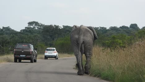 Elefante-Africano-Caminando-Por-La-Carretera-Cerca-De-Vehículos-En-El-Parque-Nacional-Kruger