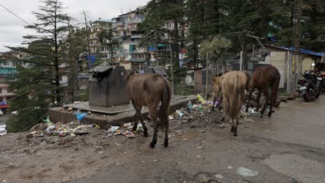 Animales,-Burros-Comiendo-En-El-Patio-De-Basura