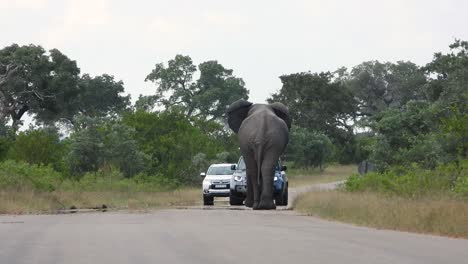 Rückansicht-Eines-Afrikanischen-Savannenelefanten,-Der-Im-Krüger-Nationalpark-Auf-Autos-Zuläuft