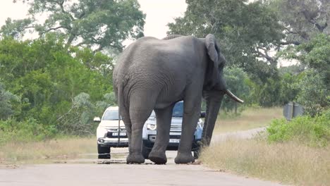 Ein-Großer-Afrikanischer-Savannen-Buschelefant-Steht-Mitten-Auf-Der-Straße-Und-Blockiert-Autos