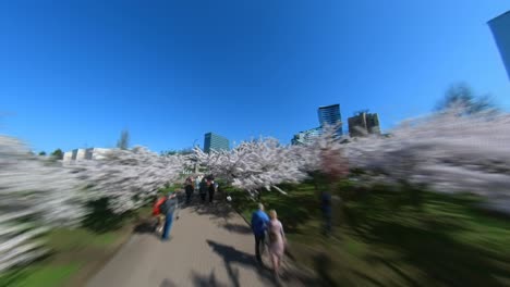 Hyperlapse-Shot-of-People-Walking-On-A-Path-Leading-Through-Blooming-Japanese-Cherry-Tree-Sakura-Park-in-Vilnius