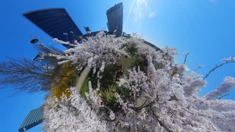 Blühende-Japanische-Kirschbäume-Im-Sakura-Park-Von-Vilnius