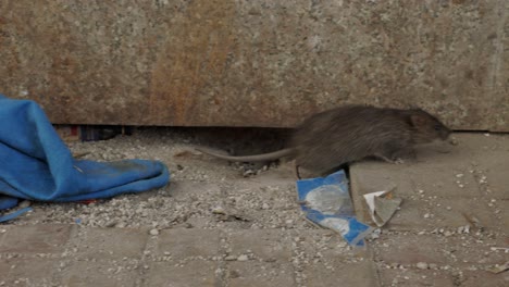 Rat-coming-out-of-hole-on-street,-Delhi-India