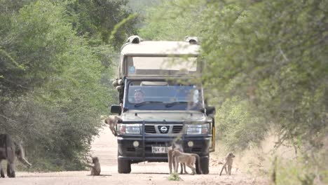 Babuinos-Chacma-Curiosos-Trepando-En-Vehículo-Safari
