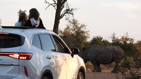 Zwei-Mädchen-Auf-Dem-Schiebedach-Eines-Autos-Fotografieren-Ein-Breitmaulnashorn-Im-Krüger-Nationalpark