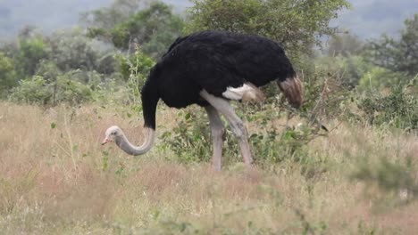 Los-Avestruces-Sudafricanos-De-Cuello-Negro-Se-Alimentan-De-Raíces-Y-Semillas-De-Vegetación-Medio-Seca