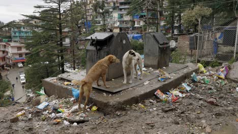 Animales,-Perros-Comiendo-En-El-Patio-De-Basura