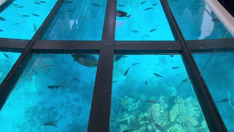 fish-are-swimming-under-glass-boat