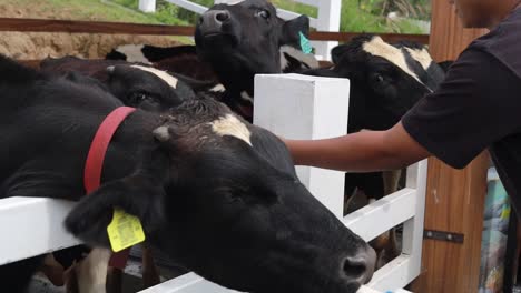 Boyolali,-Indonesia---1-De-Mayo-De-2023:-Los-Niños-Están-Dando-Leche-A-Las-Vacas-En-El-Parque-Del-Queso-Cepogo-Indonesia