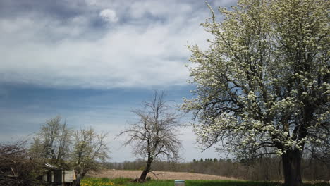 Establishing-wide-shot-of-Ontario-farm-scenery-with-slow-pan-revealing-a-newly-flowered-tree
