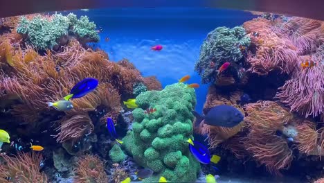 Farbenfrohes-Und-Blühendes-Tropisches-Fischaquarium