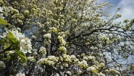 Wide-shot-with-a-slow-pan-of-a-flowering-apple-tree