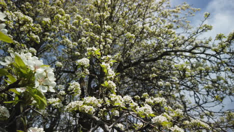 Plano-Amplio-Con-Una-Panorámica-Lenta-De-Un-Manzano-En-Flor