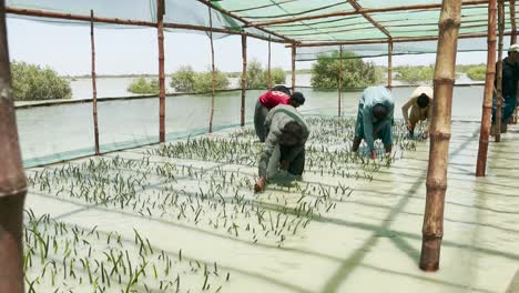 Arbeiter-überprüfen-Mangrovenanbaufarm-In-Belutschistan