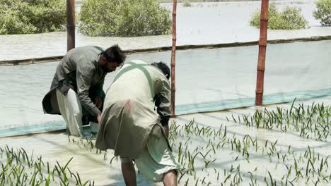 Agricultores-Paquistaníes-Revisando-Los-Tallos-De-Cultivo-De-Viveros-De-Manglares-En-Baluchistán