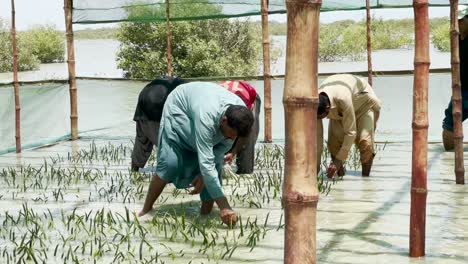 Männliche-Arbeiter-überprüfen-Mangrovenanbaufarm-In-Belutschistan