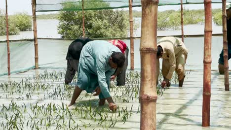 Trabajadores-Masculinos-Que-Controlan-La-Granja-De-Cultivo-De-Viveros-De-Manglares-En-Baluchistán