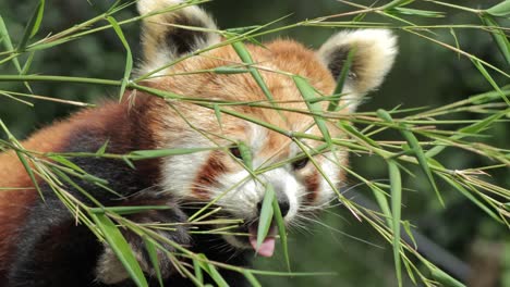 Un-Panda-Rojo-Comiendo-Hojas-Y-Ramas-Antes-De-Alejarse-Curiosamente-Del-Zoológico-De-Odense-Rodeado-De-Exuberante-Vegetación