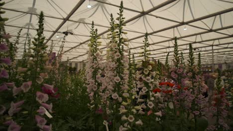 Fox-glove-flower-exhibit-in-the-main-tent-of-the-chelsea-flower-show