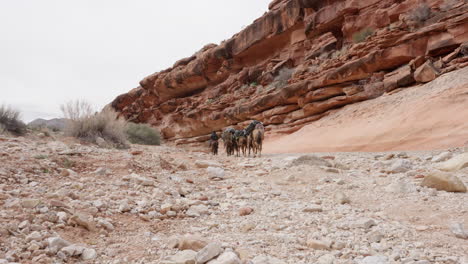 Mulas-De-Carga-Que-Caminan-Por-El-Desierto-Llevando-Una-Pesada-Carga-De-Equipaje-Y-Bolsas-Para-Turistas