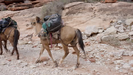 Mulas-De-Carga-Y-Caballos-Caminando-Por-El-Terreno-Desértico-Llevando-Una-Pesada-Carga-De-Bolsas-Y-Equipaje-Para-Turistas.