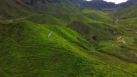 Drone-orbiting-around-fresh,-lush-green-tea-terrace-farm-on-the-hill-at-Cameron-Highlands,-Cameron-Valley-Tea-House,-Malaysia
